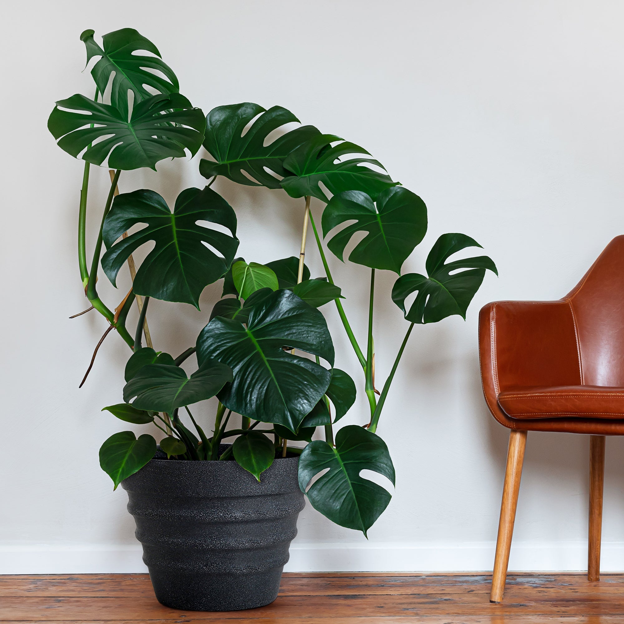 Best Indoor Planters to Elevate Your Living Room Décor