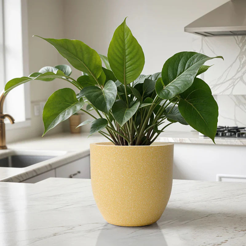 lightweight planters for modern homes
