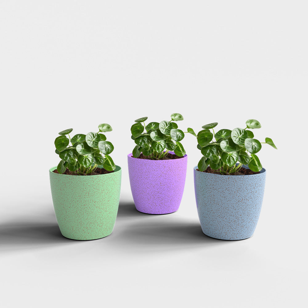 SHERA | STELLA BIO PLANTER