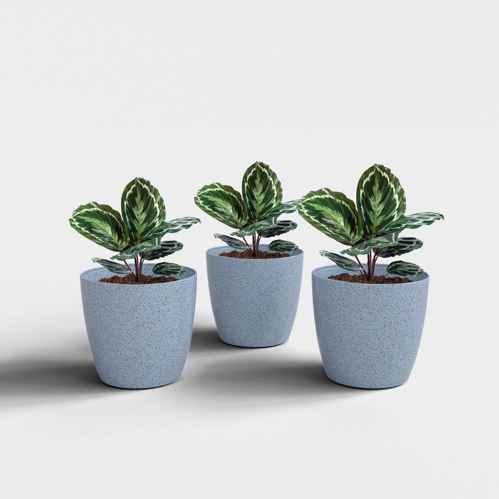 SHERA | STELLA BIO PLANTER