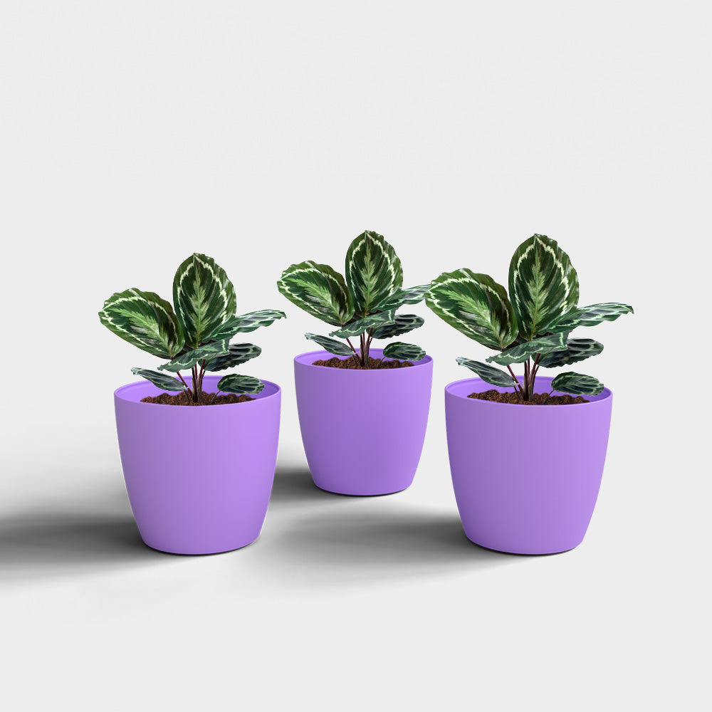 SHERA | STELLA PLANTER