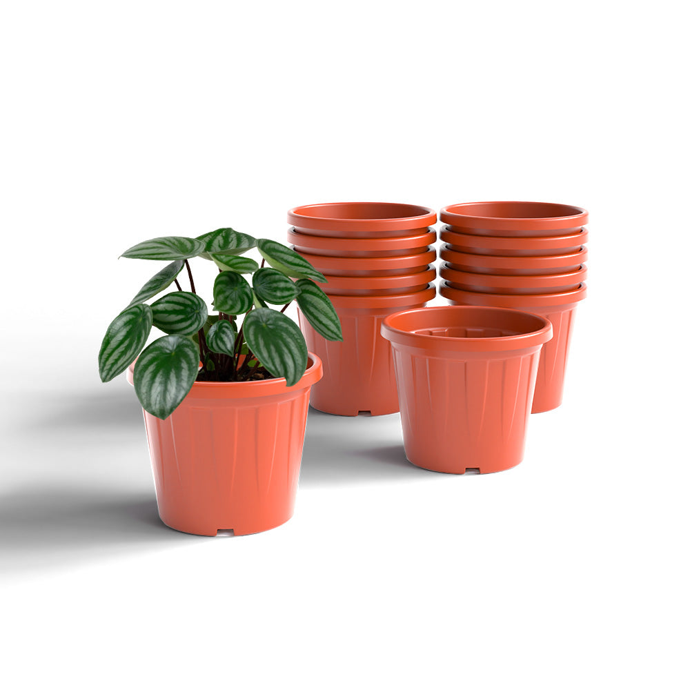 SHERA | CROWN PLANTER