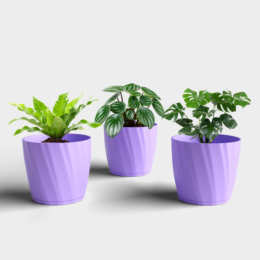 SHERA | ZINNIA PLANTER