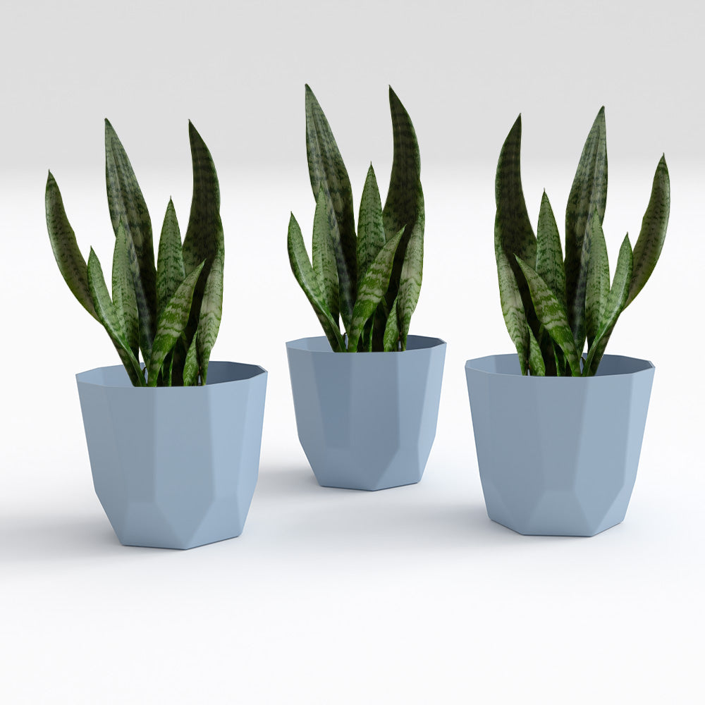 SHERA | HEXA PLANTER