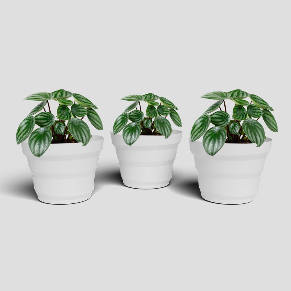 SHERA | RING PLANTER