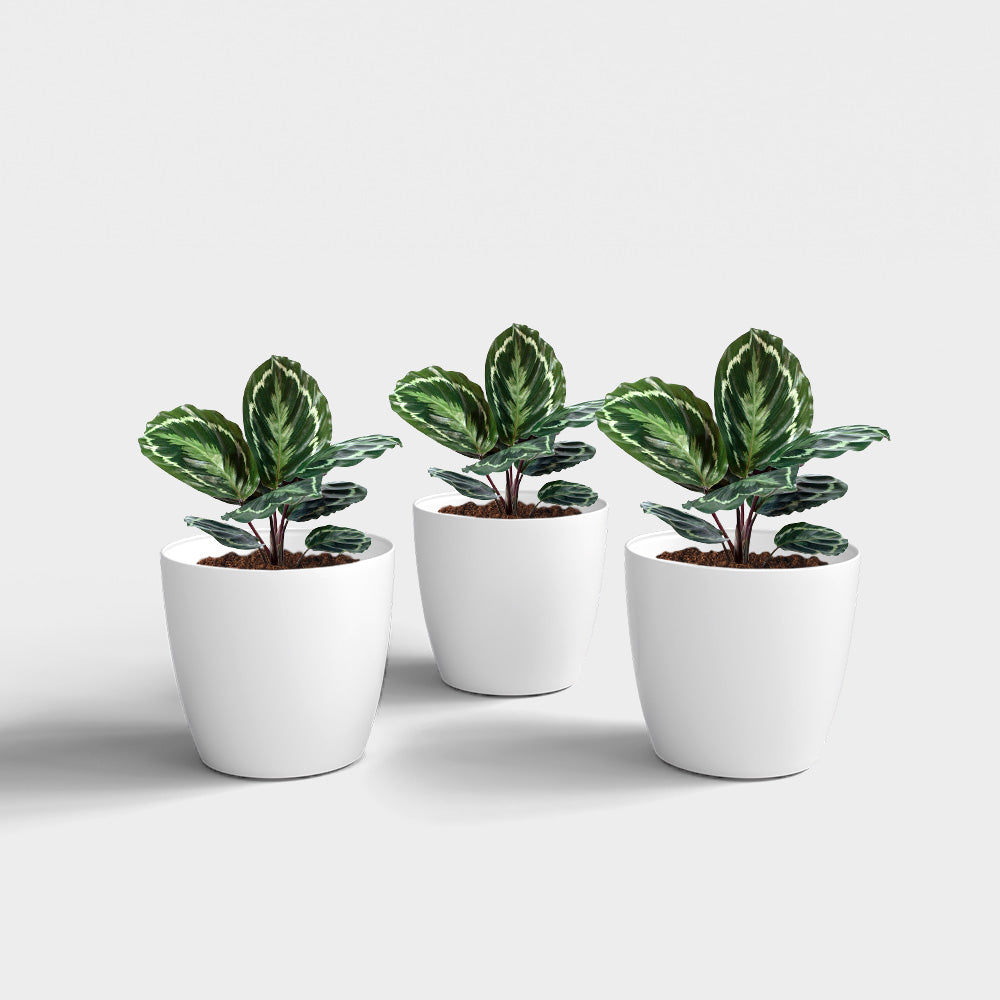 SHERA | STELLA PLANTER