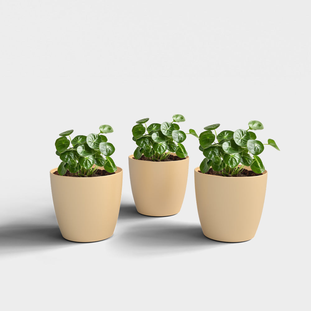 SHERA | STELLA PLANTER