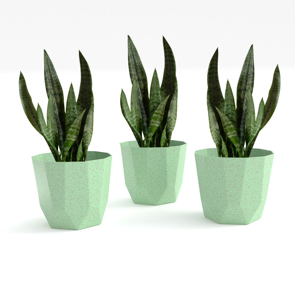 SHERA | HEXA BIO PLANTER