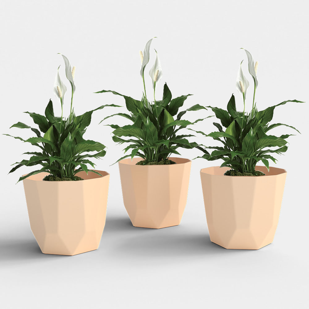 SHERA | HEXA PLANTER