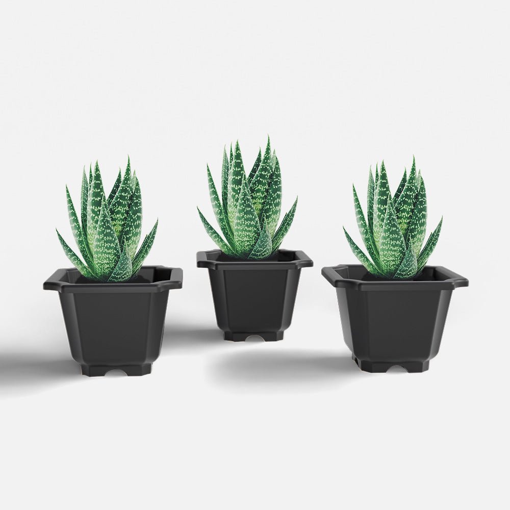 SHERA | OCTA PLANTER SET OF 3