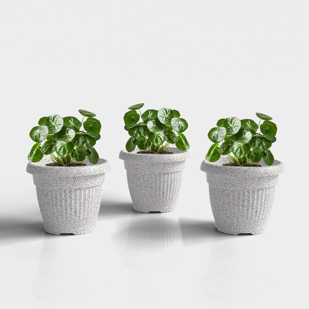 SHERA | BLOOM PLANTER