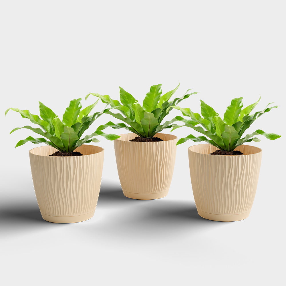 SHERA | EVA PLANTER