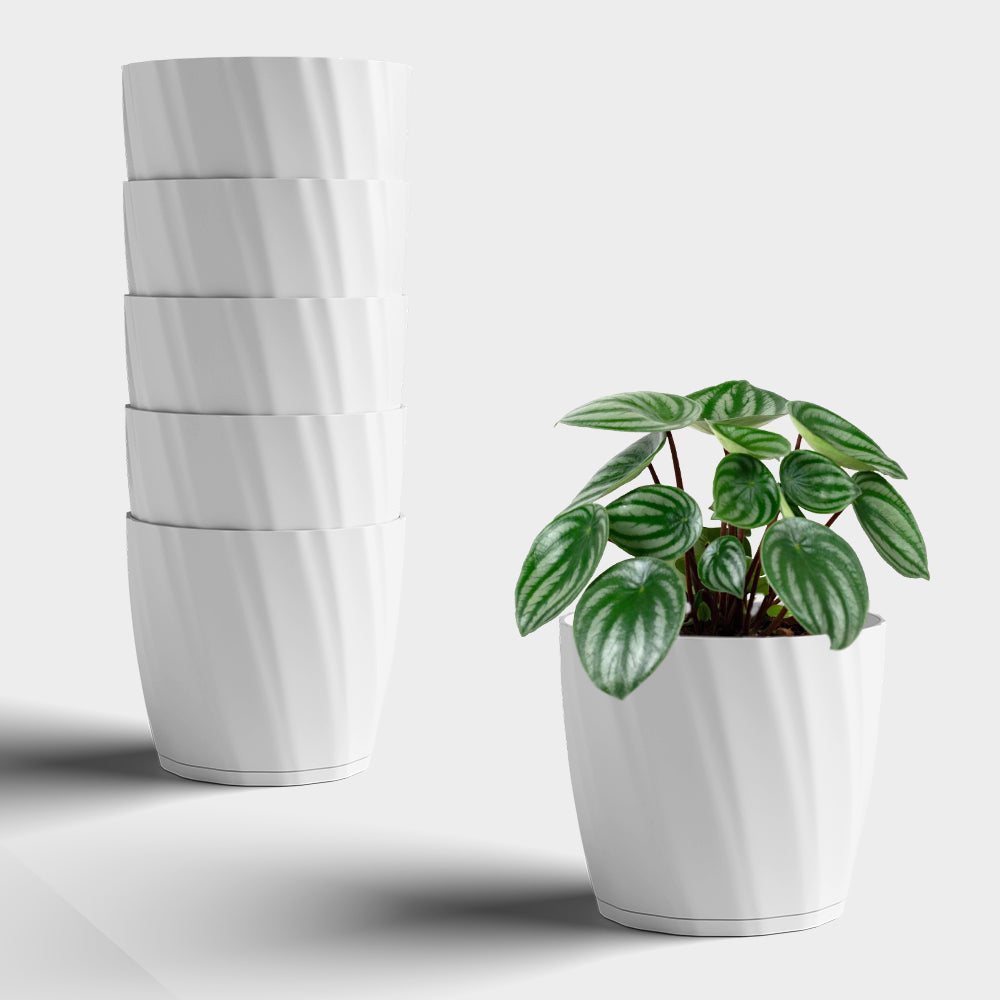 SHERA | ZINNIA PLANTER