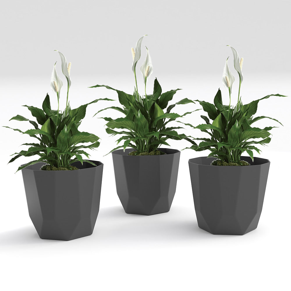 SHERA | HEXA PLANTER