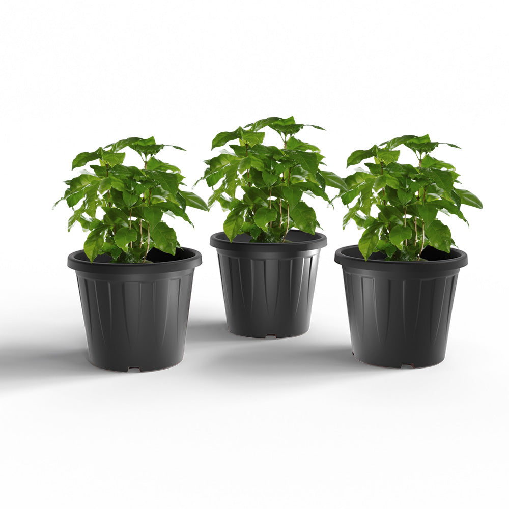 SHERA | CROWN PLANTER