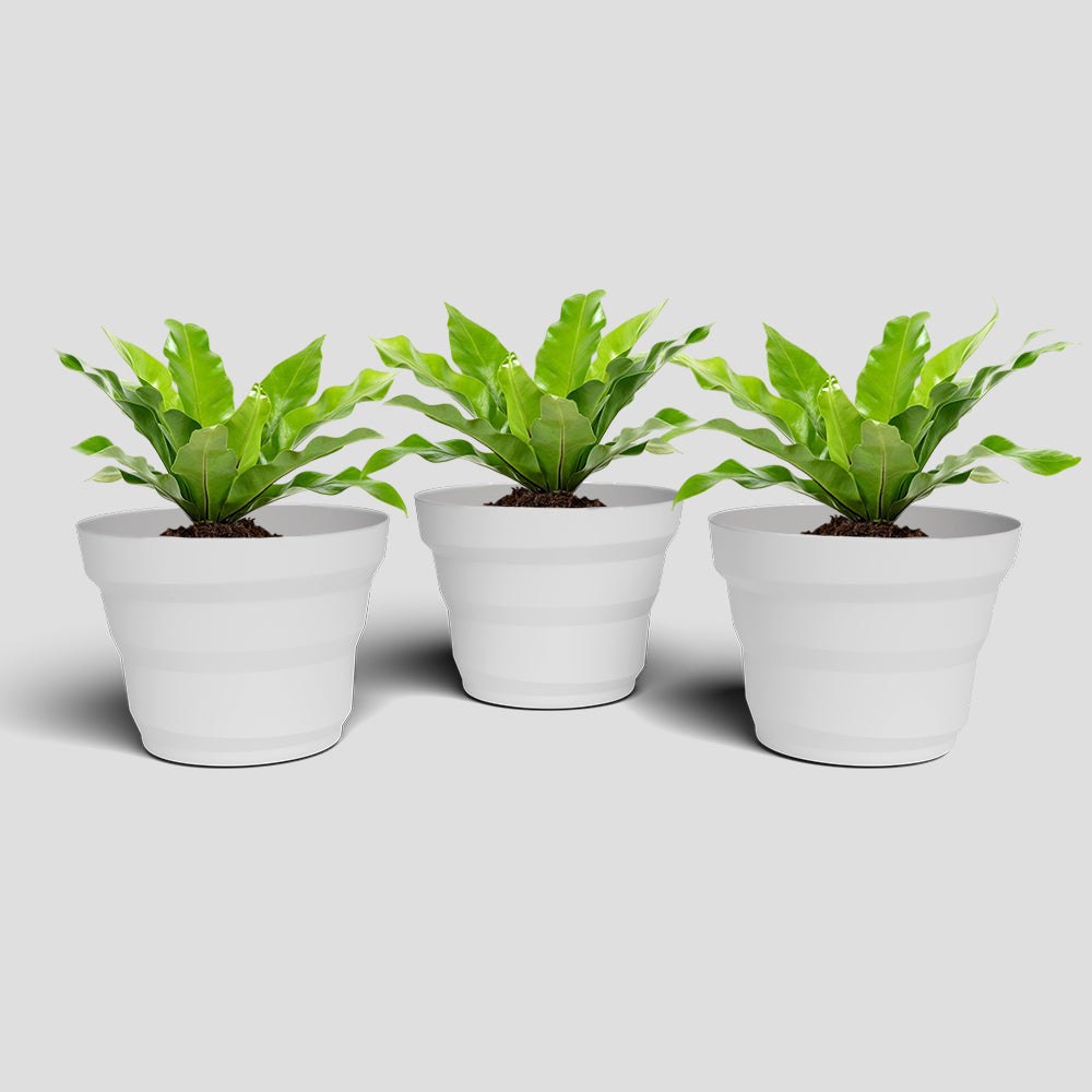 SHERA | RING PLANTER