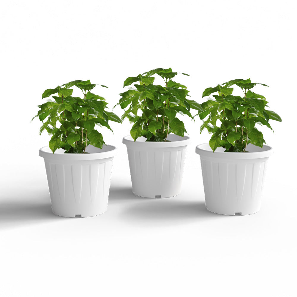 SHERA | CROWN PLANTER