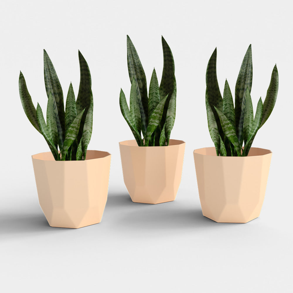 SHERA | HEXA PLANTER