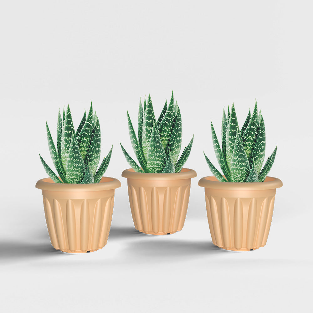 SHERA | FLOOT PLANTER