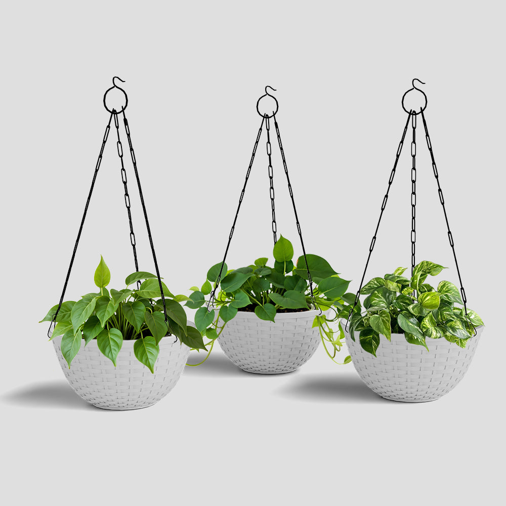 SHERA | CHICK HANGING