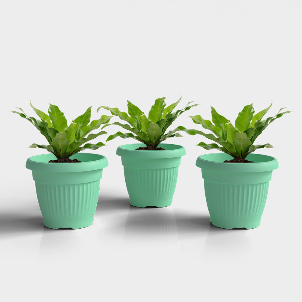 SHERA | BLOOM PLANTER