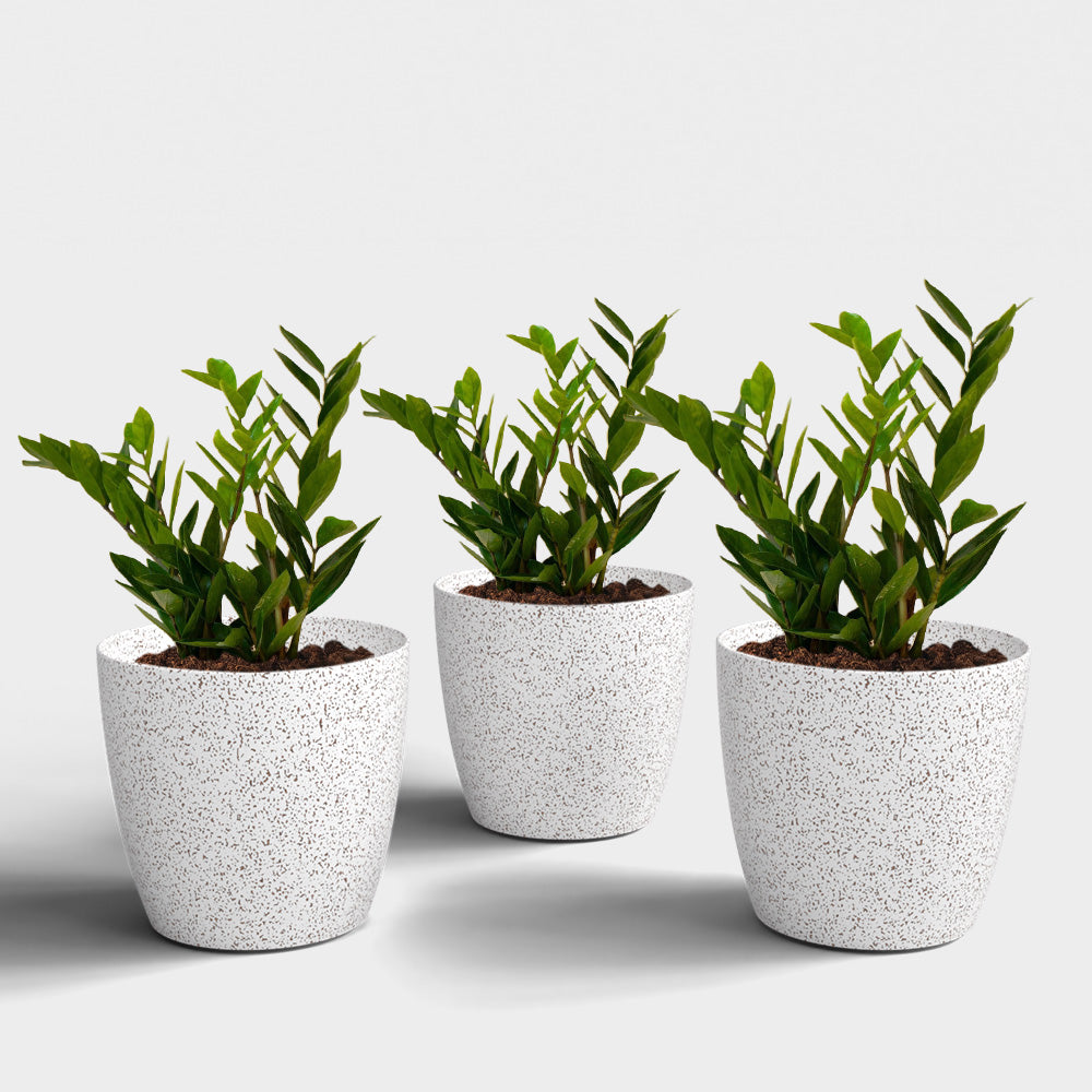 SHERA | STELLA BIO PLANTER