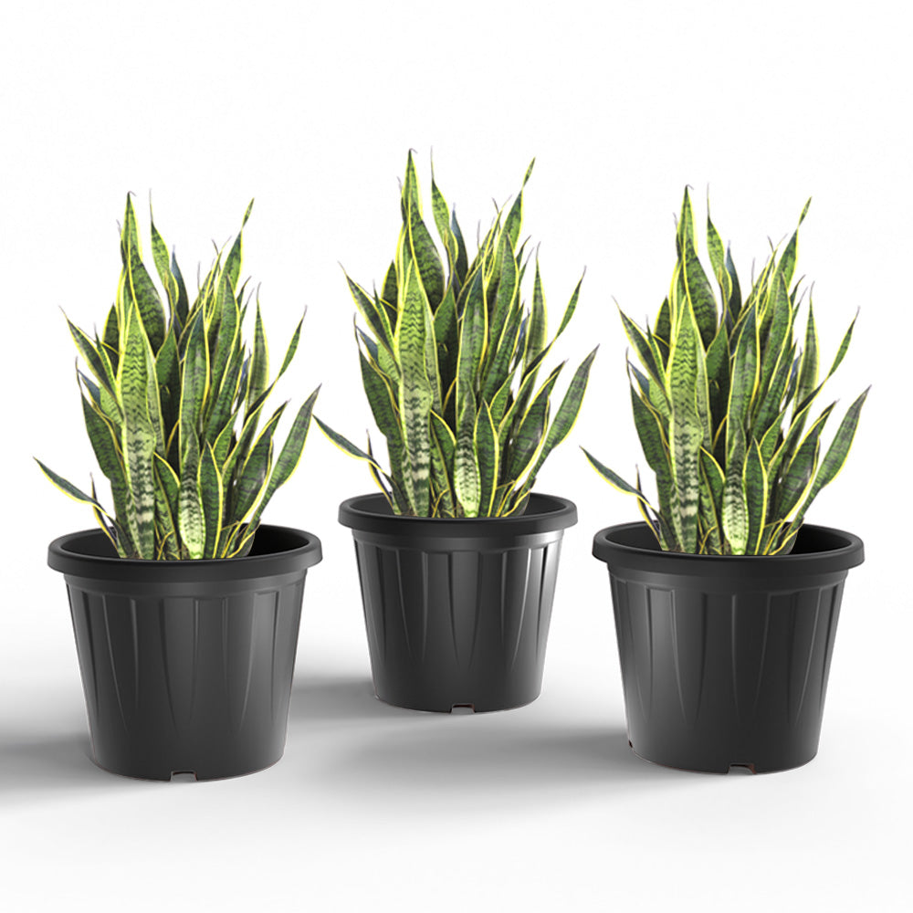 SHERA | CROWN PLANTER