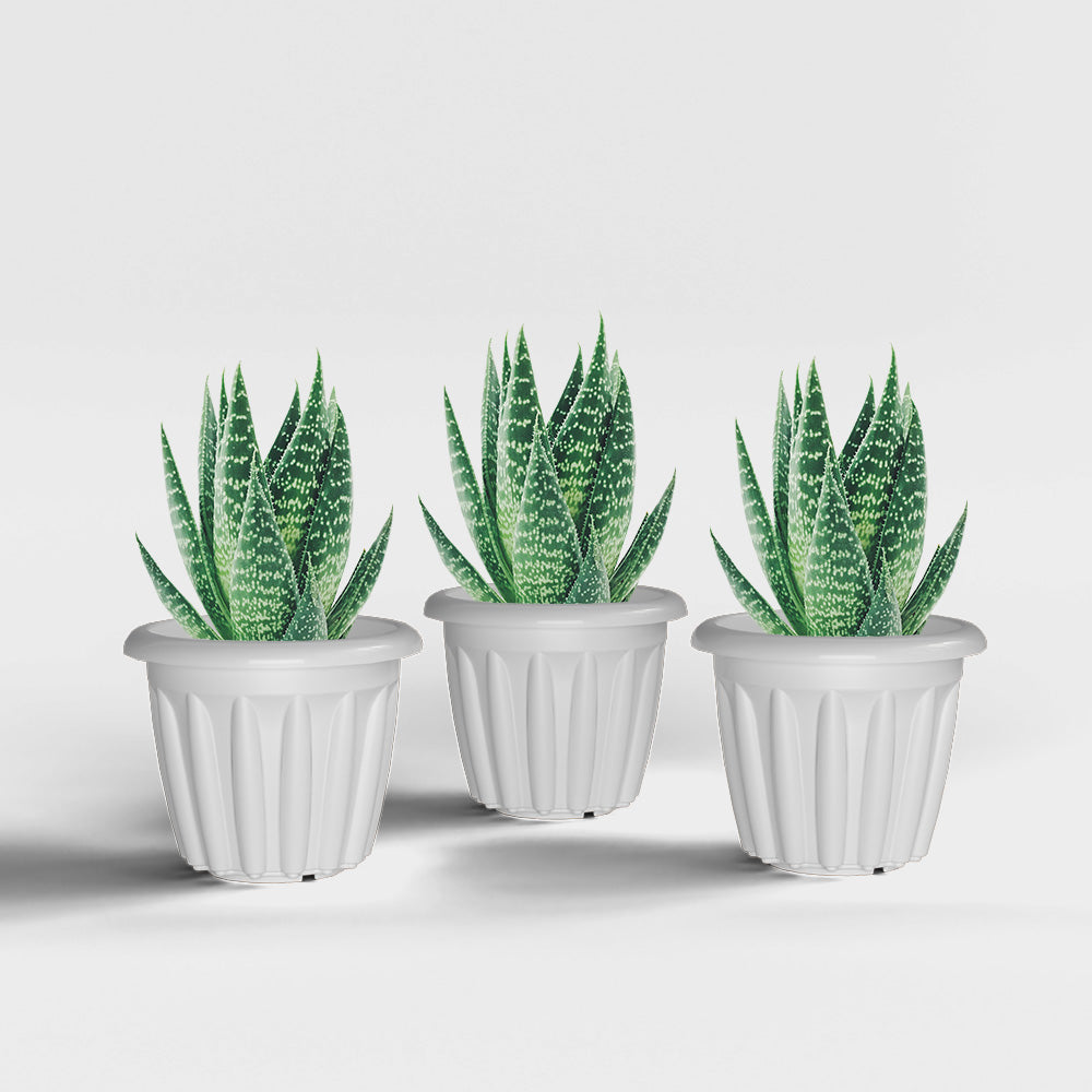 SHERA | FLOOT PLANTER