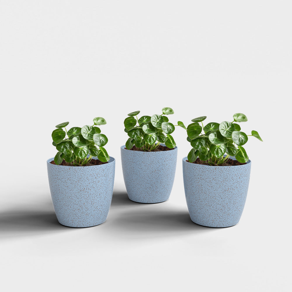 SHERA | STELLA BIO PLANTER