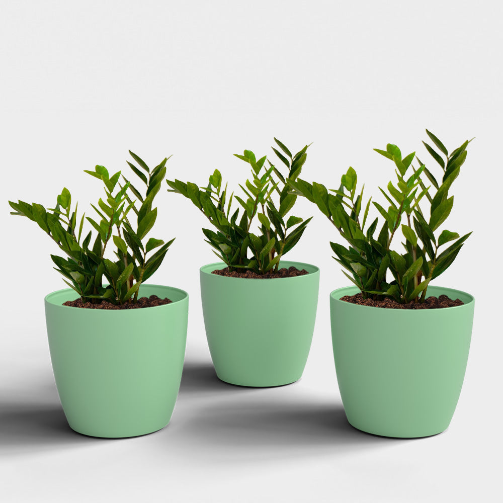 SHERA | STELLA PLANTER