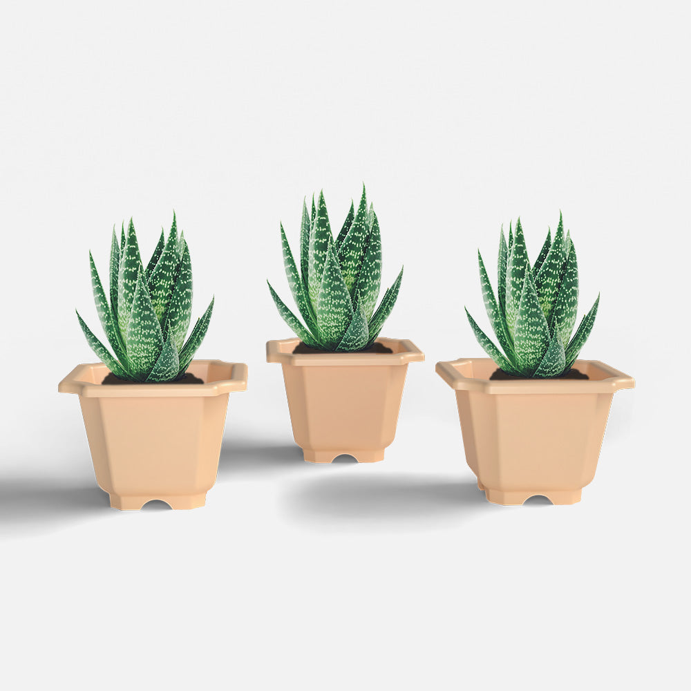 SHERA | OCTA PLANTER SET OF 3