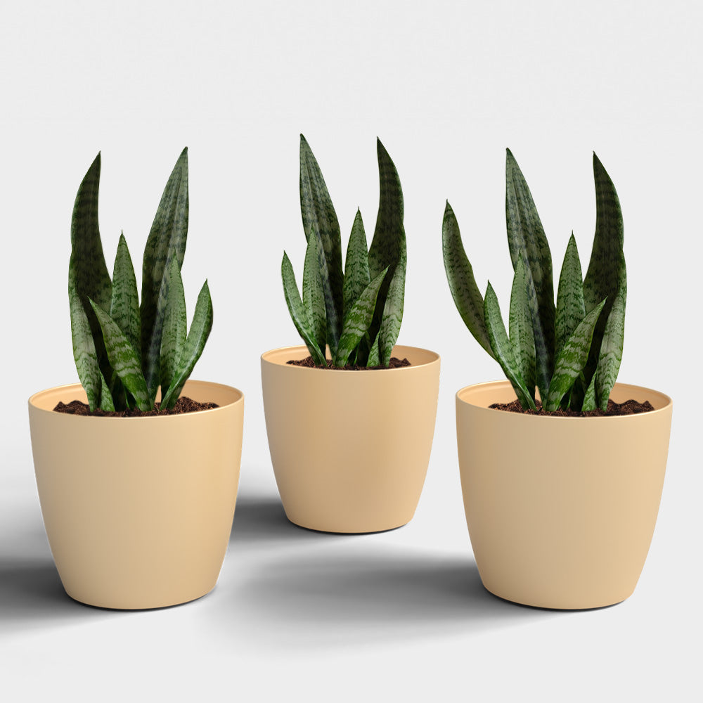 SHERA | STELLA PLANTER