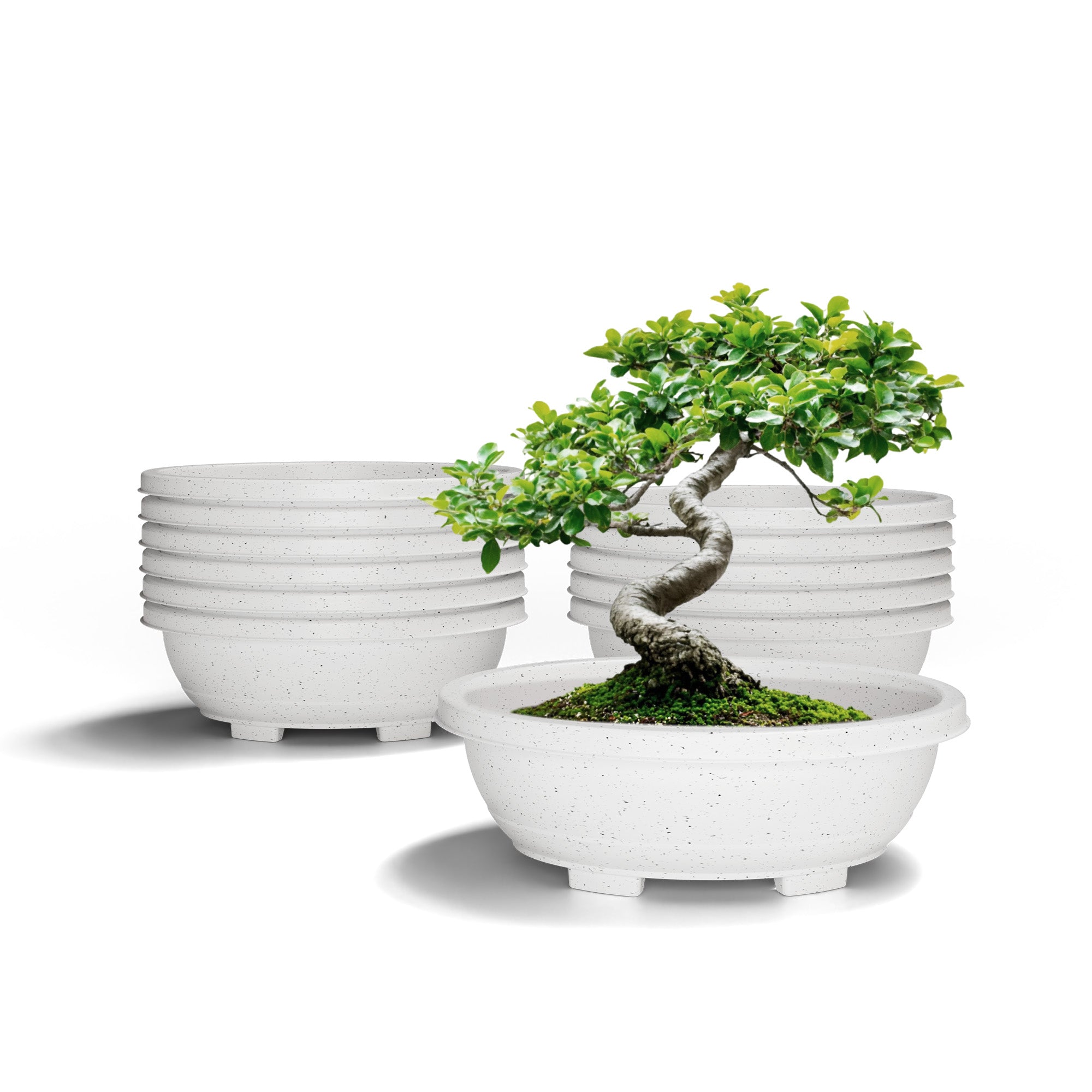 SHERA | BOTANICA TRAY PLANTER