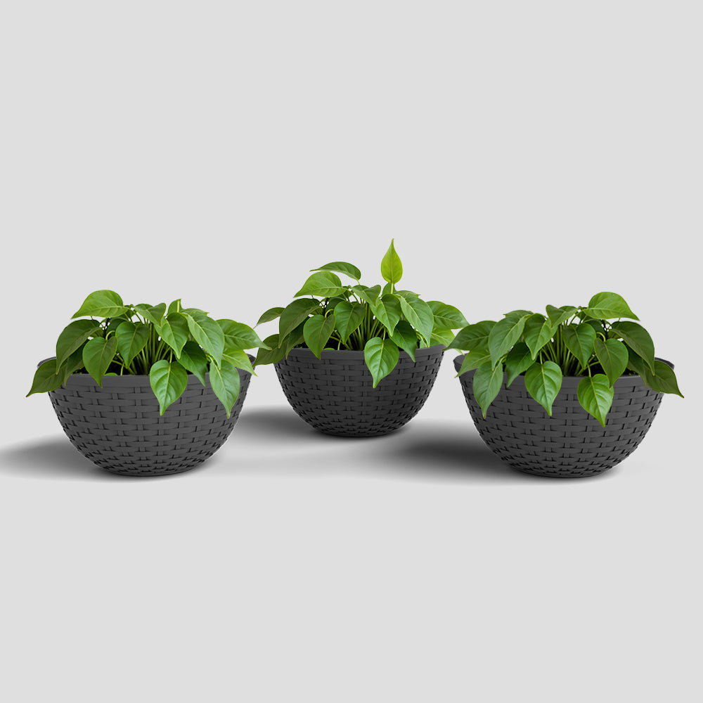 SHERA | CHICK KTR PLANTER