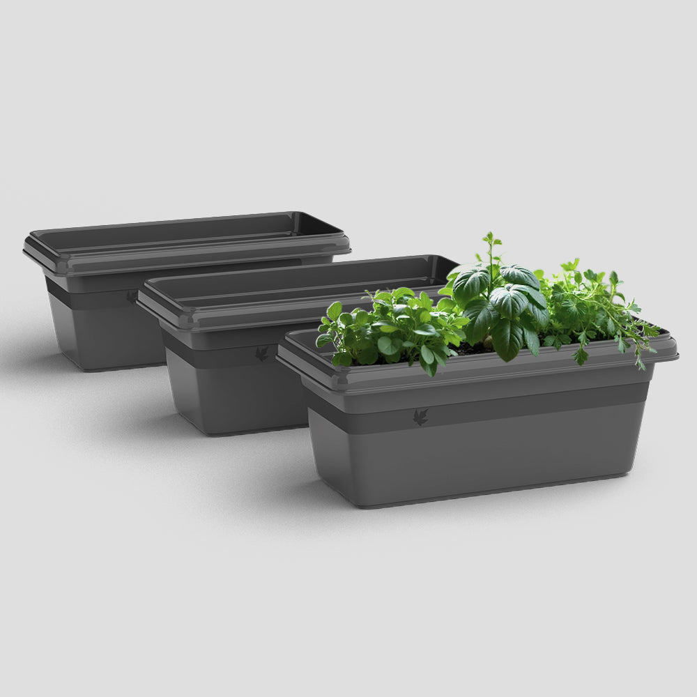 SHERA | TP PLANTER