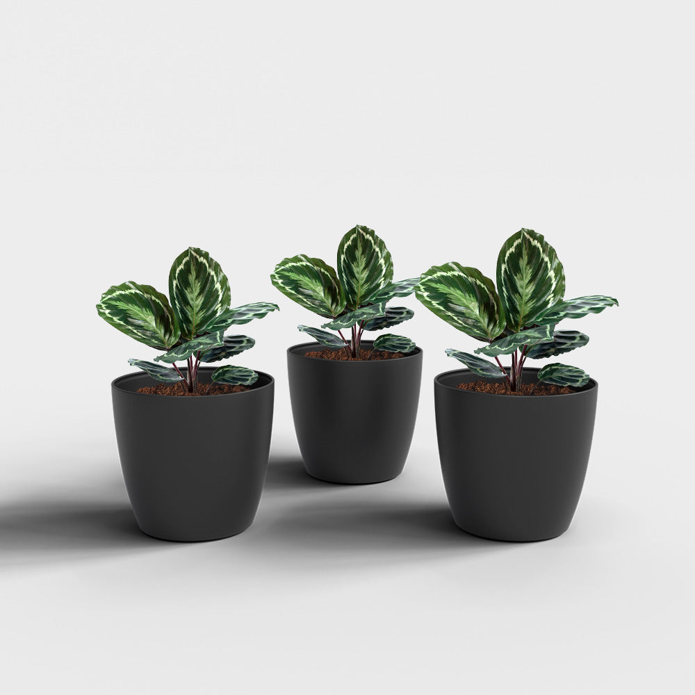 SHERA | STELLA PLANTER