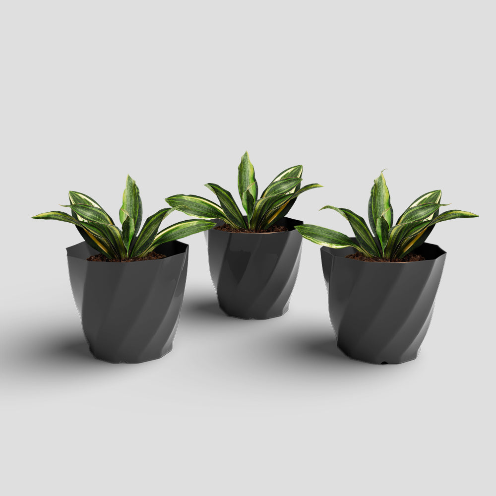 SHERA | SWIRL PLANTER