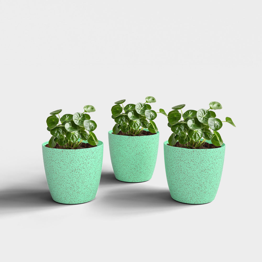 SHERA | STELLA BIO PLANTER