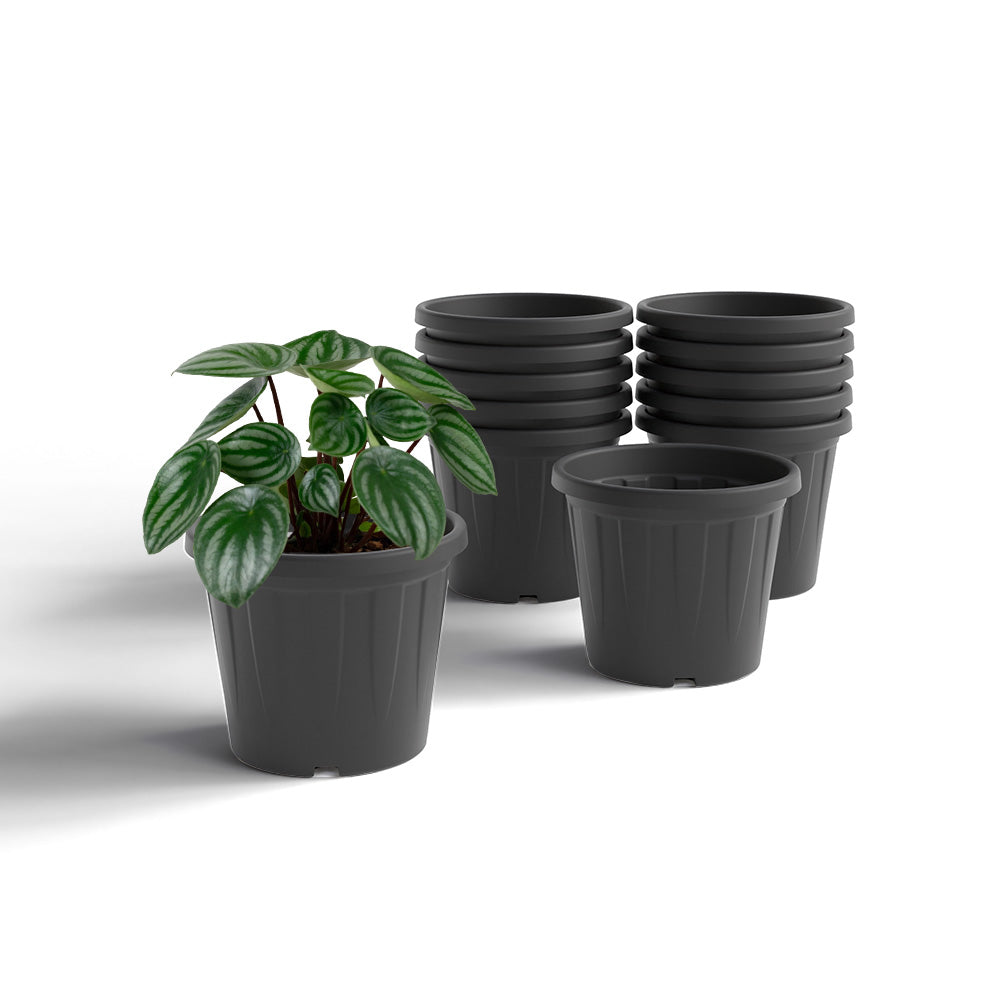 SHERA | CROWN PLANTER