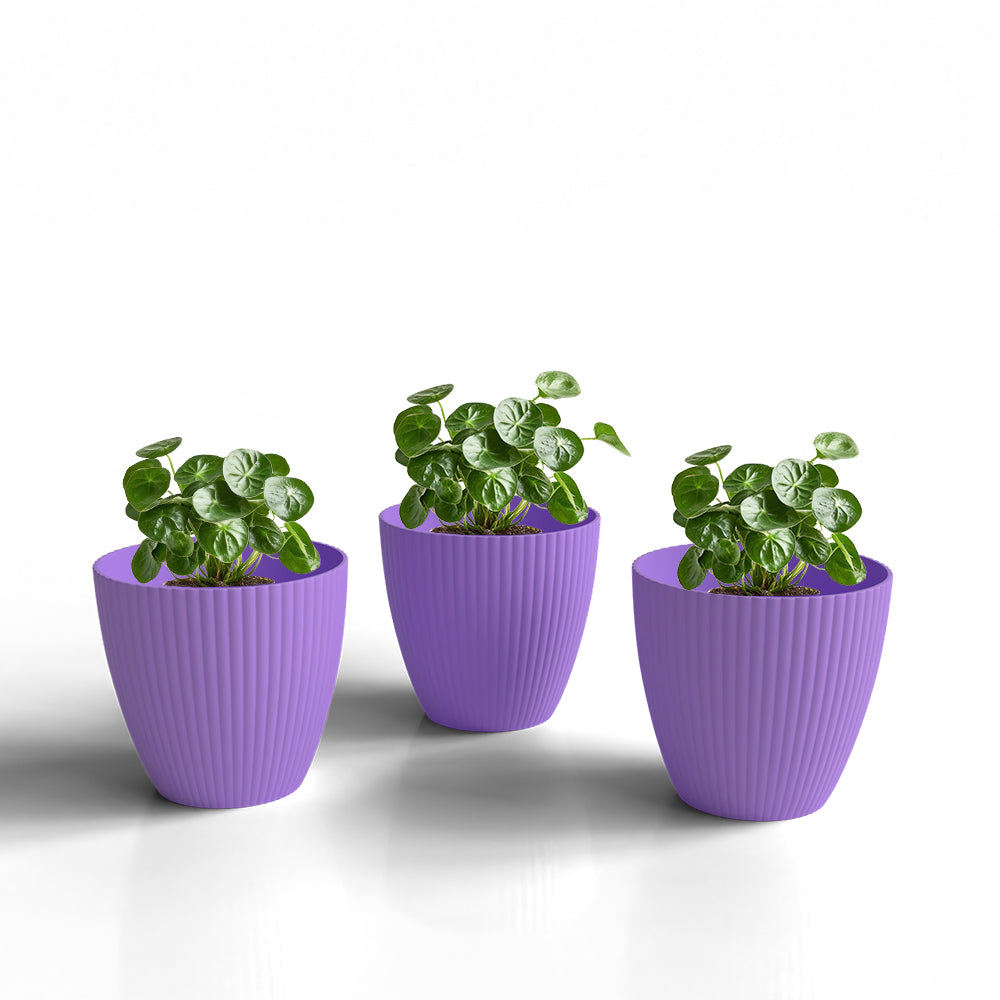 SHERA | LOTUS PLANTER