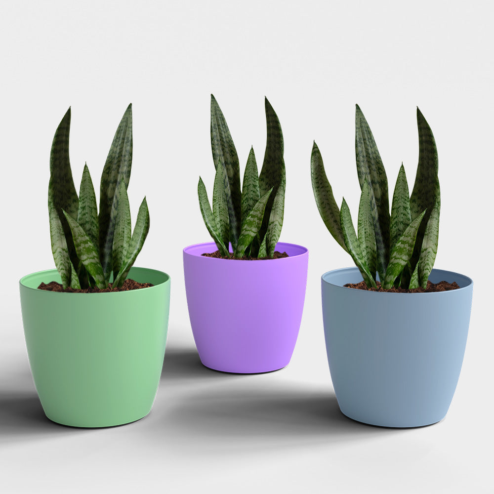 SHERA | STELLA PLANTER