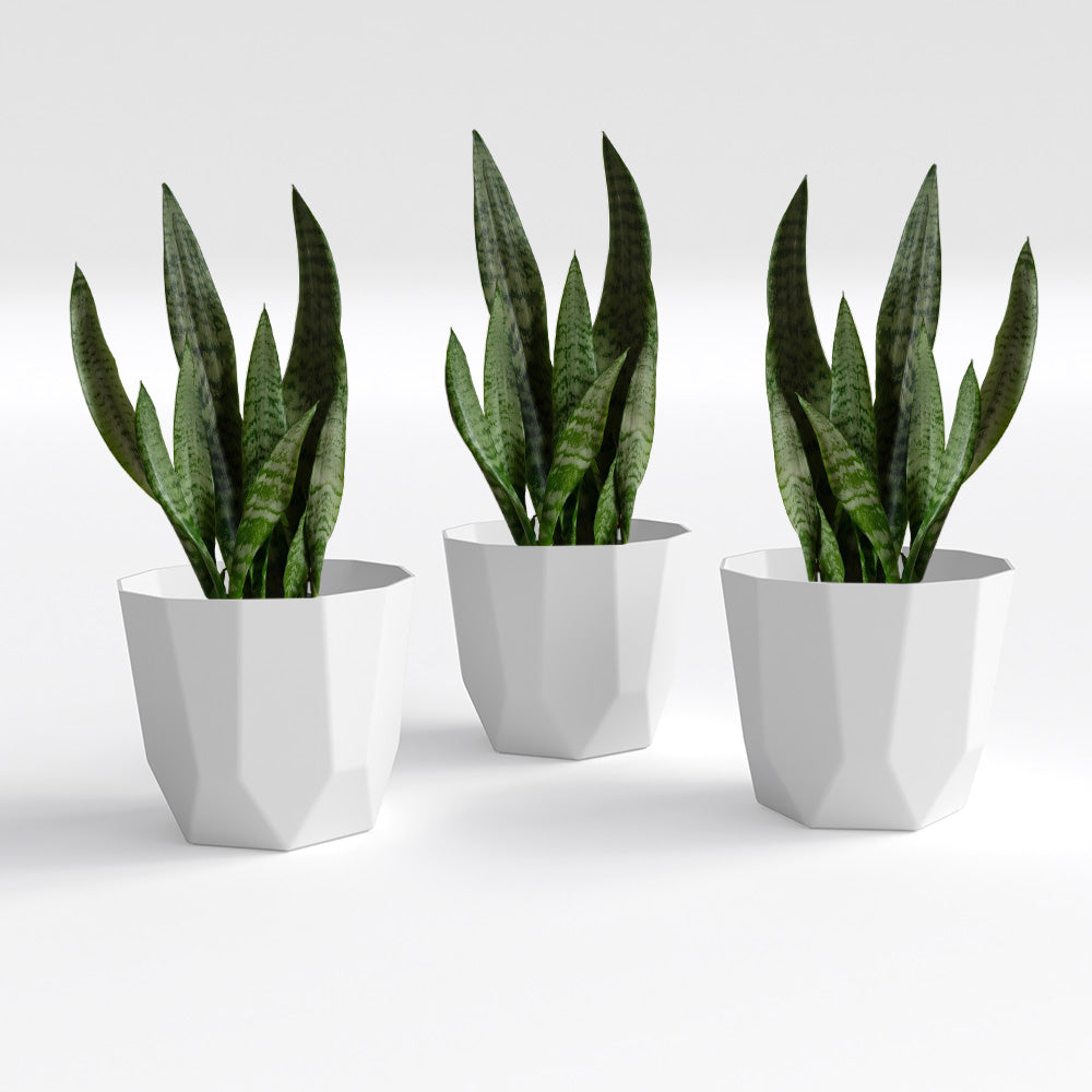 SHERA | HEXA PLANTER