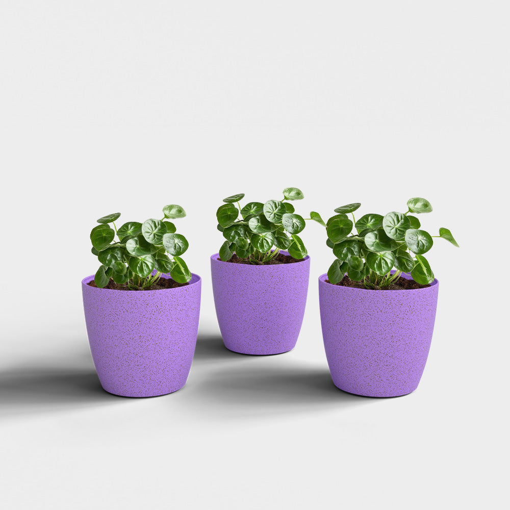 SHERA | STELLA BIO PLANTER