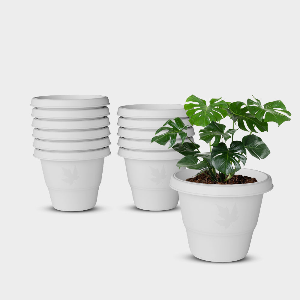 SHERA | RD PLANTER