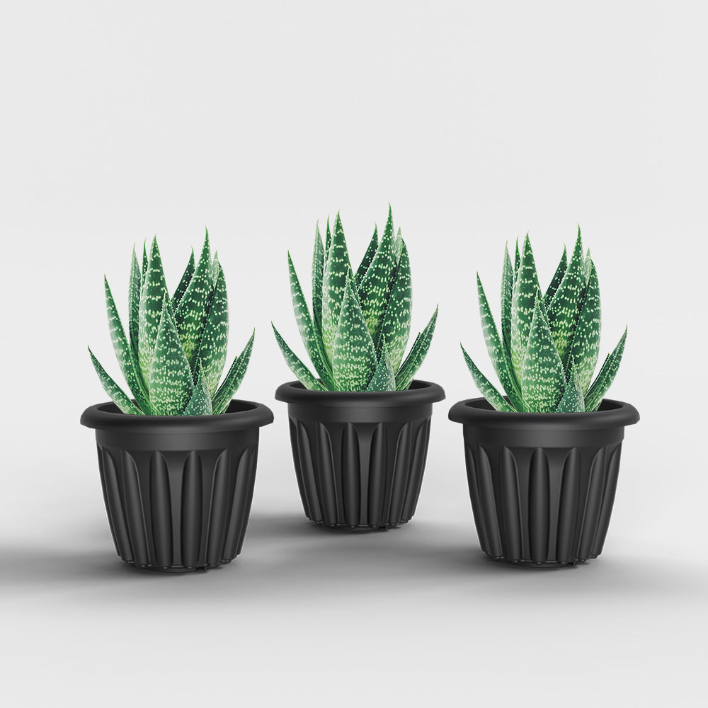 SHERA | FLOOT PLANTER
