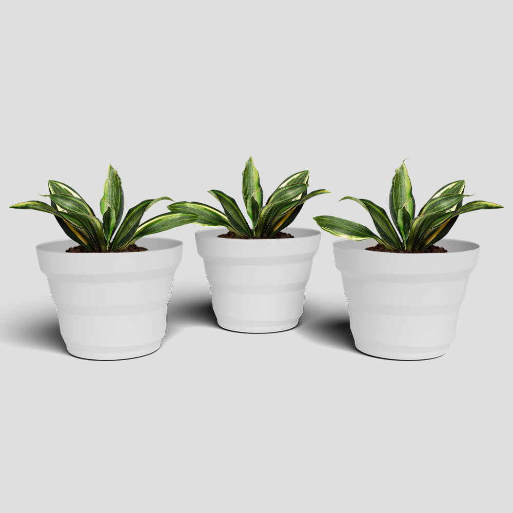 SHERA | RING PLANTER