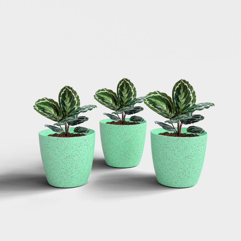 SHERA | STELLA BIO PLANTER