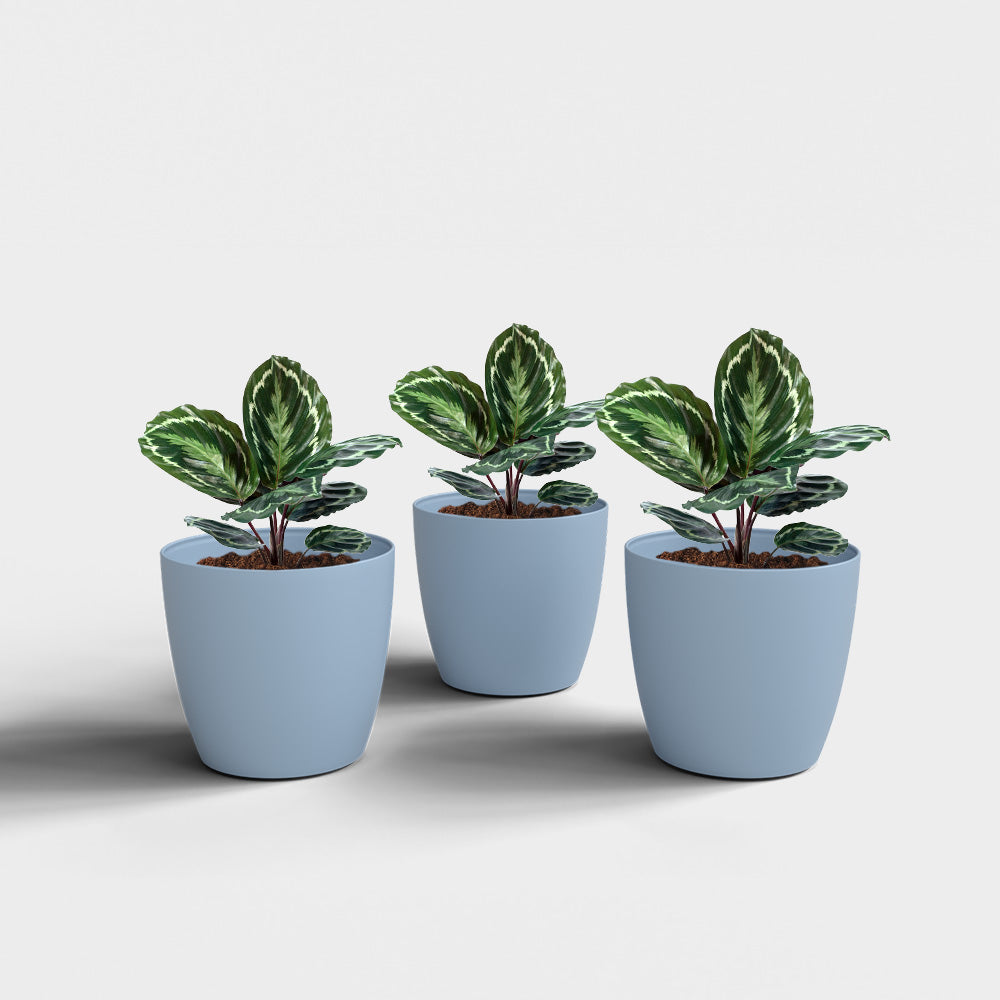 SHERA | STELLA PLANTER