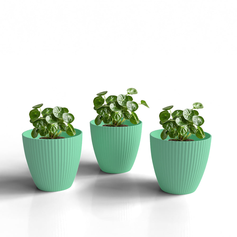 SHERA | LOTUS PLANTER