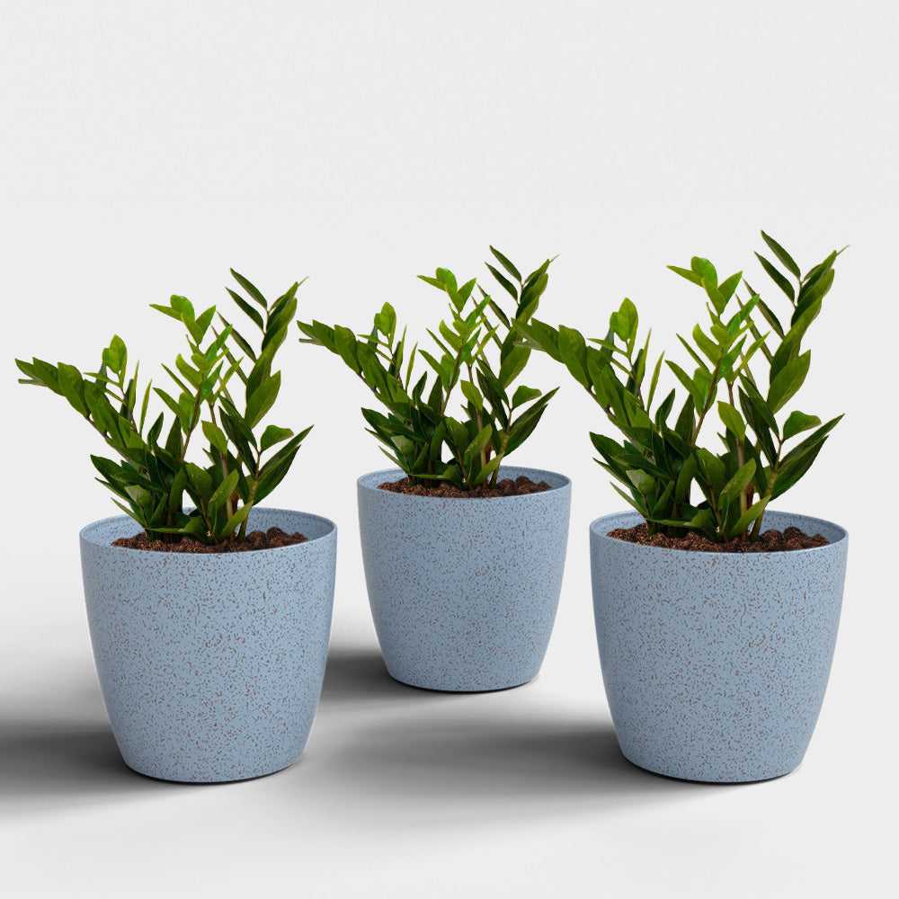 SHERA | STELLA BIO PLANTER